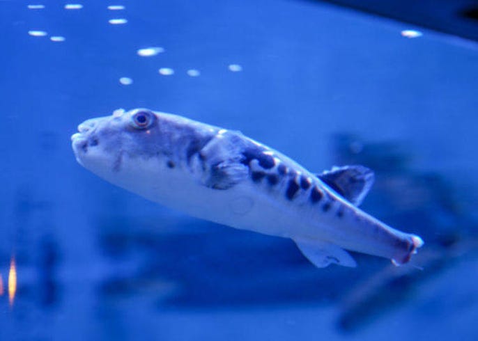 北极熊 哥吉拉 秋田 男鹿水族馆gao 玩乐秘技大公开 Live Japan 日本的旅行 旅游 体验向导