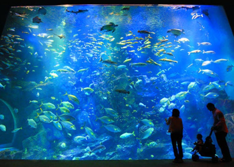 ▲魚群泳姿超夢幻（圖片提供：男鹿水族館GAO）