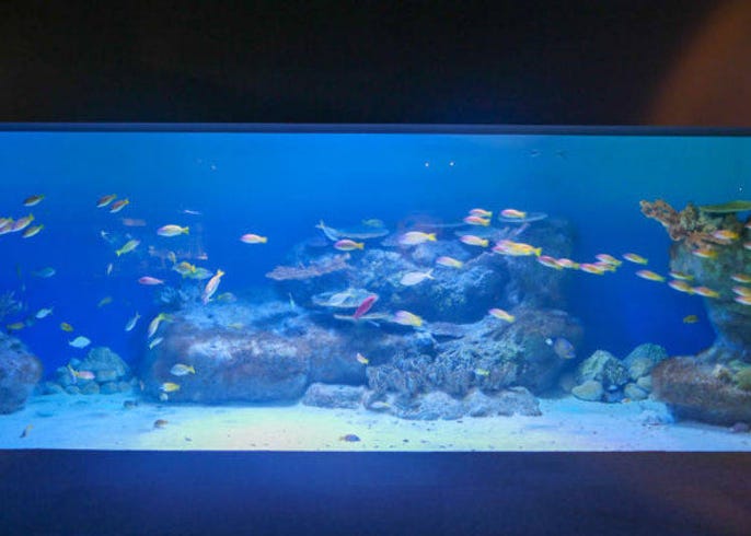 北極熊 哥吉拉 秋田 男鹿水族館gao 玩樂祕技大公開 Live Japan 日本旅遊 文化體驗導覽