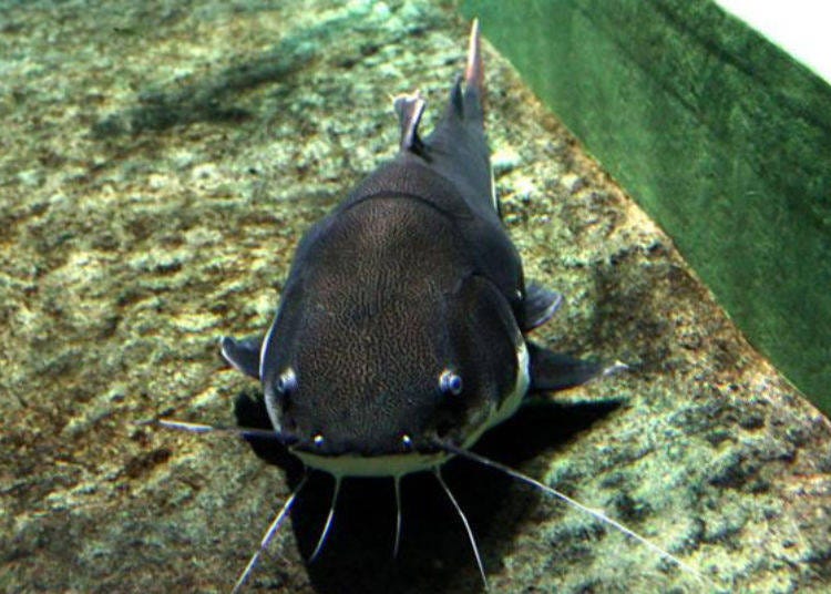 ▲紅色尾巴為最大特色的紅尾鯰（圖片提供：男鹿水族館GAO）