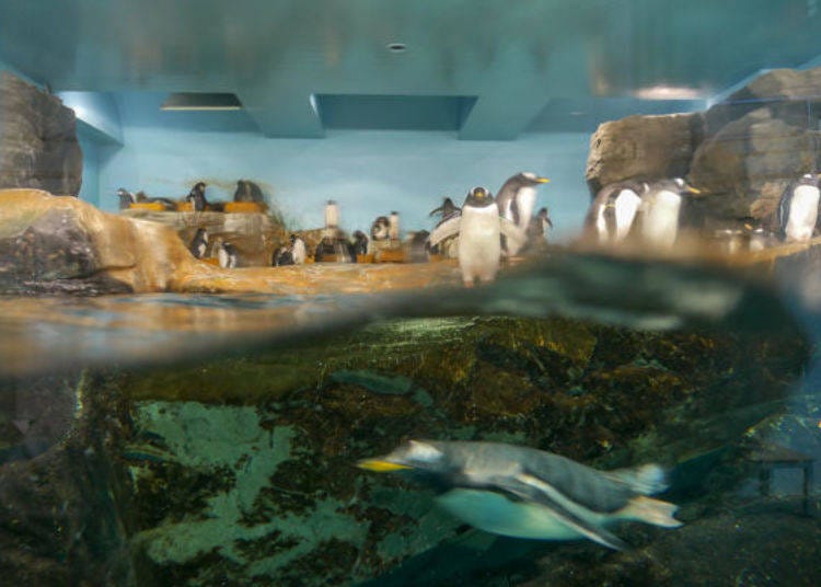 ▲2樓的企鵝水槽有2種不同的企鵝正奮力往前游