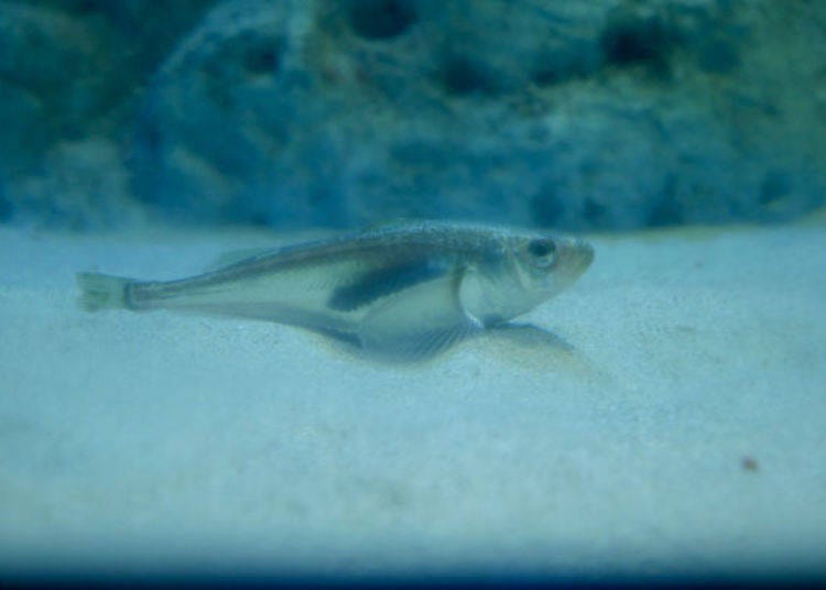 ▲鰰魚自古以來作為保存食材，在秋田飲食文化中不可或缺