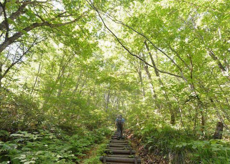 就在青森＆秋田中間！世界遺產白神山地健行，原生櫸木林享受療癒森林浴