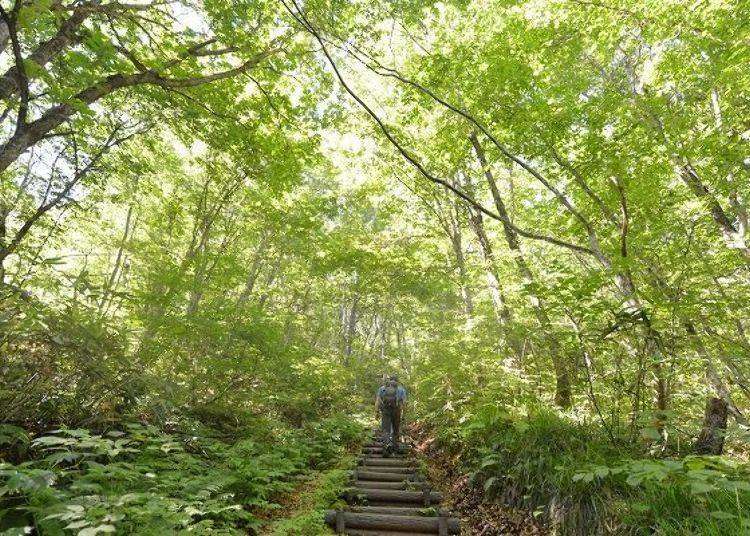 世界遗产・白神山地健行，原生榉木林享受疗愈森林浴