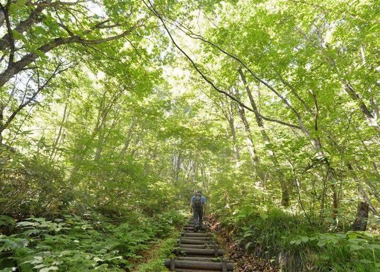 ▲The trekking course surrounded by luscious beech trees