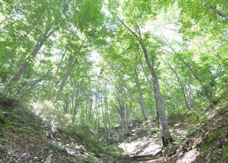 ▲Beech tree branches create a dome roof so you don’t need an umbrella if it rains.