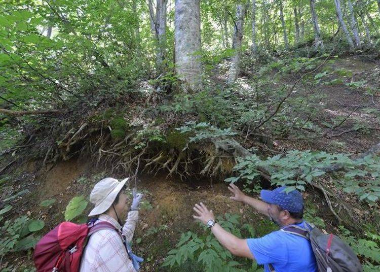 ▲A beech tree on a steep side where you can see the roots