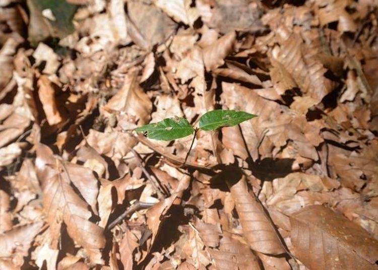 ▲The beech tree takes about a year to grow 3cm sprout