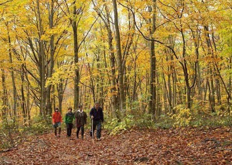 ▲Exploring the beech forest in autumn