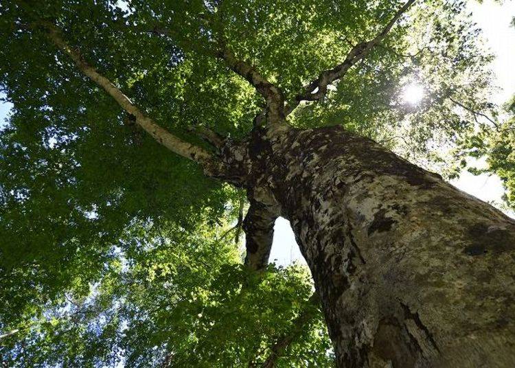 ▲The Mother Tree’s trunk has a circumference of about 5 meters