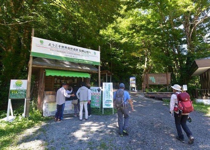 世界遗产 白神山地健行 原生榉木林享受疗愈森林浴 Live Japan 日本的旅行 旅游 体验向导