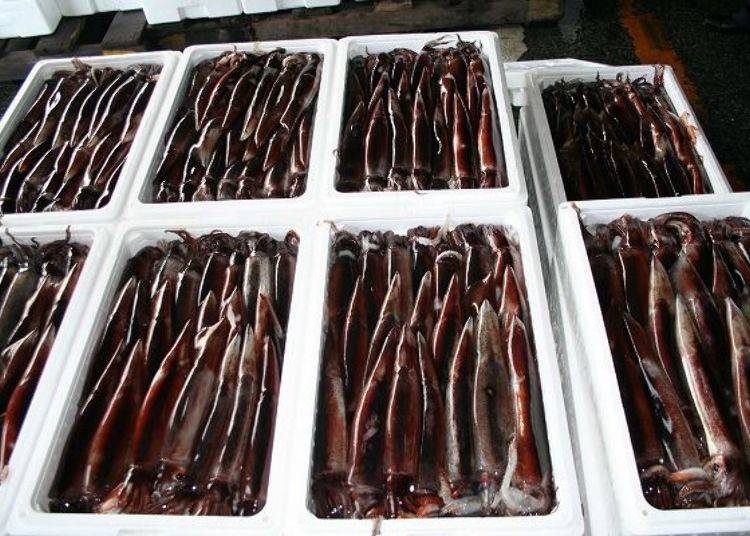 ▲Over half the haul of squids in Hachinohe are surumeika (photo provided by Hasshoku Center)