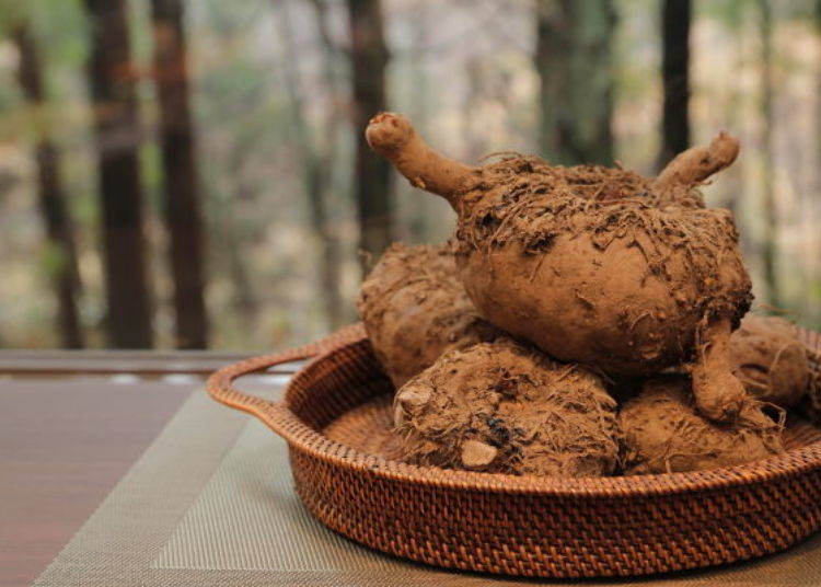 ▲Konjac potatoes that are harvested in autumn