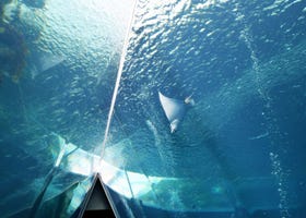Visiting Aquamarine Fukushima: Tohoku's Largest, Must-See Aquarium!