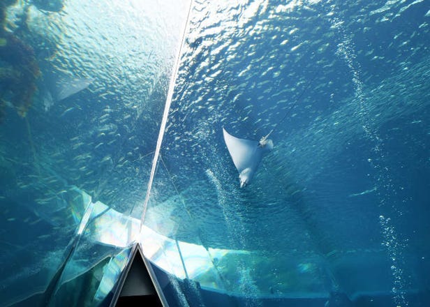 東北規模最大！水族館「海藍寶石福島」吸睛的獨特展示！