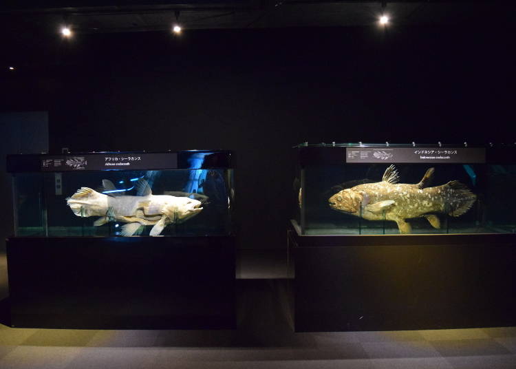 The mystery of the “living fossil” - Coelacanth