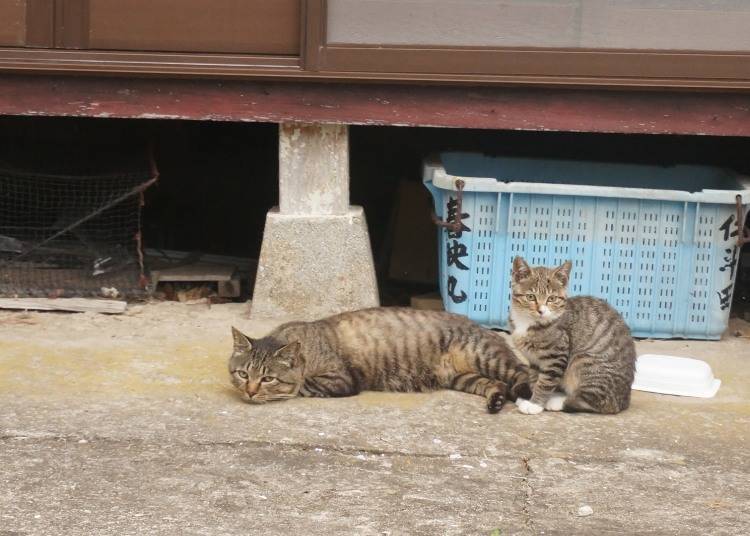 Why are there so many cats on Tashirojima Island?