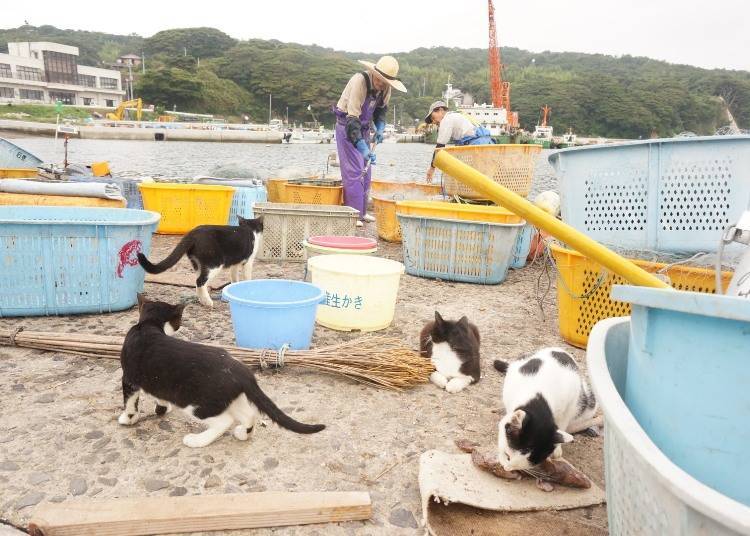 Get the feline welcome at Nitodakō Pier