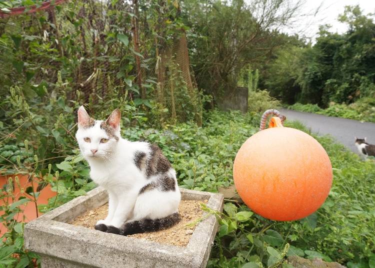 House rules for visiting Japan's Cat Island