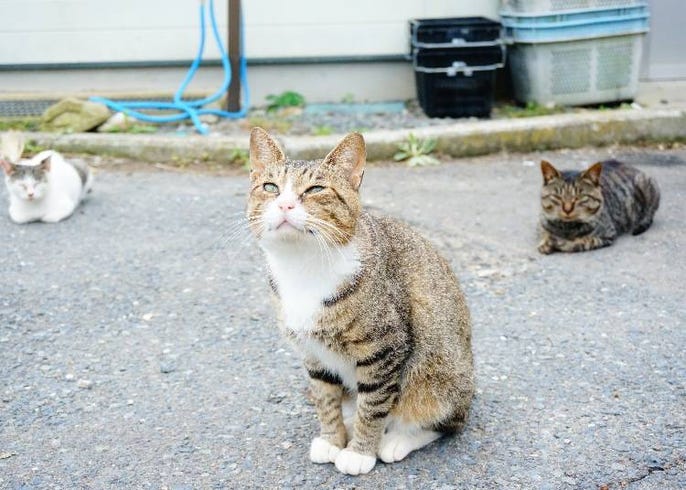 にゃんこがいっぱい 猫神様が見守る猫の楽園 田代島 ってどんなところ Live Japan 日本の旅行 観光 体験ガイド