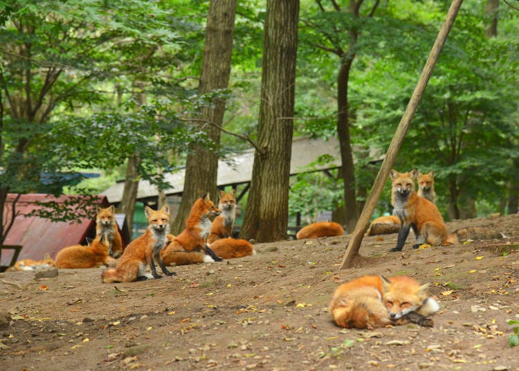 Japanese foxes are relaxing around the park