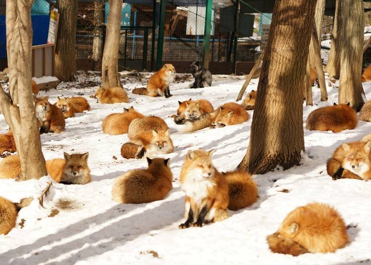This picture is taken from Fox Village Blog