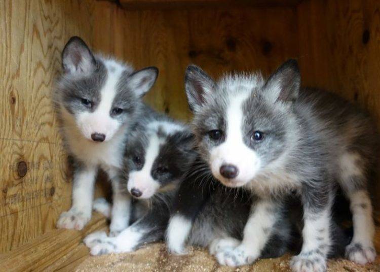 (Gambar: Fox Village Blog)