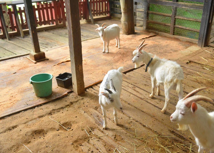 Bukan Hanya Rubah: Temui Kambing, Poni, dan Kelinci