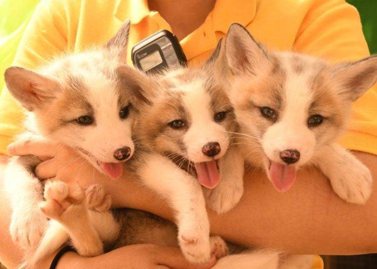 (Imej: Fox Village Blog)