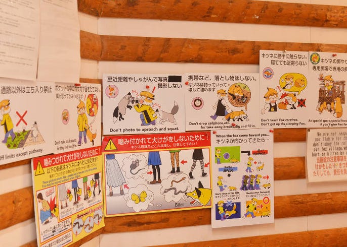 日本東北 藏王狐狸村 交通方式 推薦季節 抱狐狸體驗 live japan 日本旅遊 文化體驗導覽