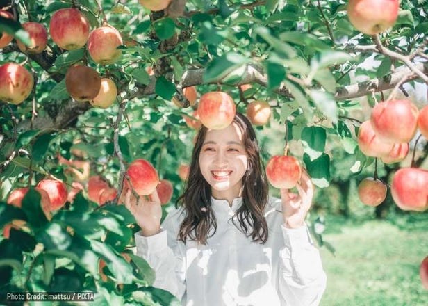 아오모리 대표 특산물하면 &rsquo;사과&rsquo;! 그 사과를 사용한 현지만의 디저트와 요리 5가지