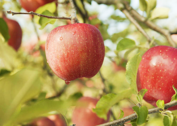 아오모리 대표 특산물하면 ’사과’! 그 사과를 사용한 현지만의 디저트와 요리 5가지