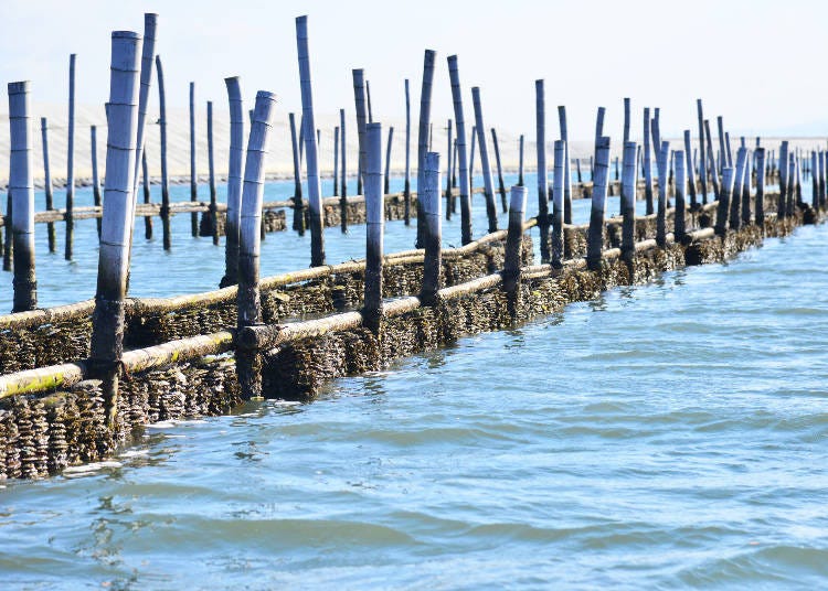 Matsushima, where Miyagi oyster farming began in the 1600s