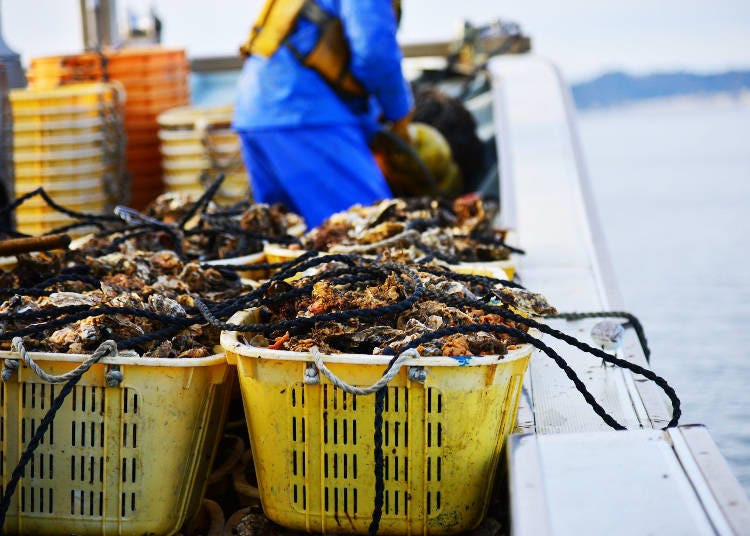 Why are Miyagi oysters so prized for their flavor?