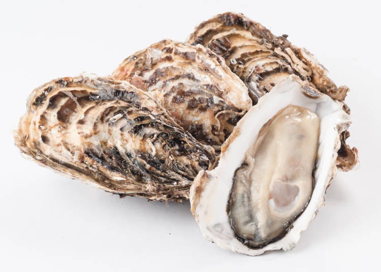 The milk of the ocean: Matsushima oysters