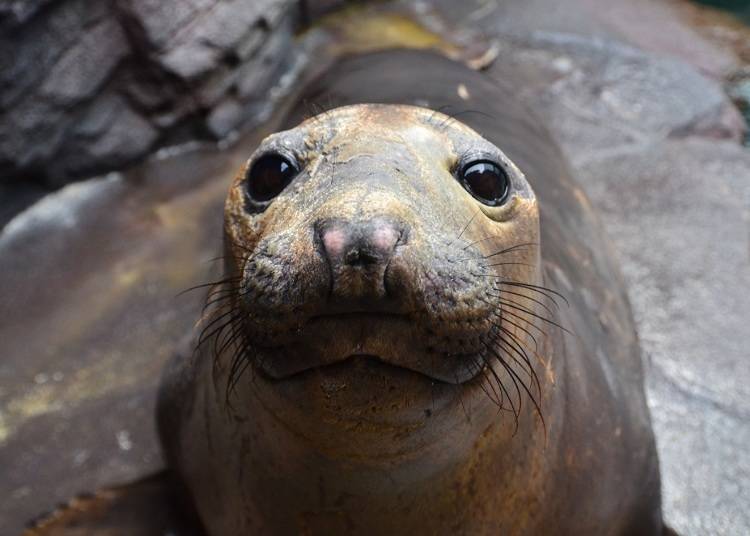 クラゲだけじゃない！水族館のお楽しみ