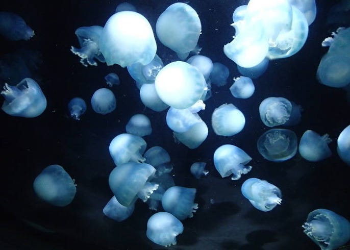 水族館 加茂