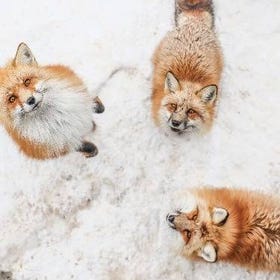 Sendai Shared Ride Day Tour: Zao Fox Village & Matsushima
Details & Bookings ▶
(Image/Activity provider: KKday)