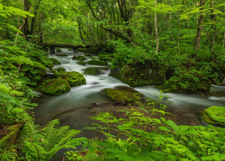 4. Oirase Mountain Stream (Aomori Prefecture)