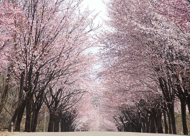 全長約20km的唯美櫻花隧道！岩木山「世界第一櫻花大道」的賞櫻絕佳景點大公開！