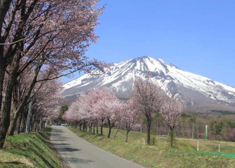 ▲ The artistic collaboration between the row of cherry trees and Mt. Iwaki seen only during the cherry blossom season. (Photo courtesy of Iwakisan Tourist Association)