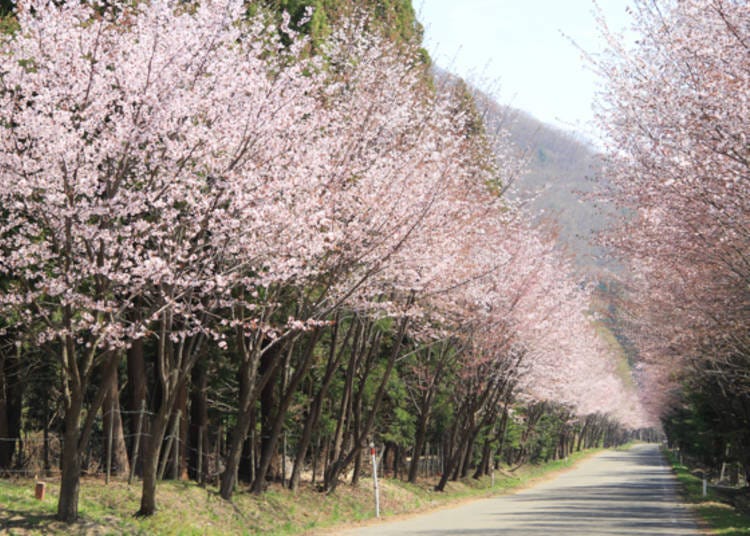 ▲ A row of cherry blossoms on the backroad of the Tsugaru Country Club, about a 5-minute walk from the tree-planting monument. (Photo courtesy of Iwakisan Tourist Association)