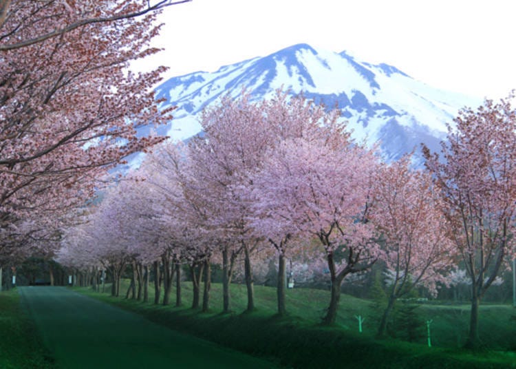 ▲ A row of cherry trees beside the park. Before sunrise, when the sky is bluish, the grass appears to have a darker shade of green. (Photo courtesy of Iwakisan Tourist Association)