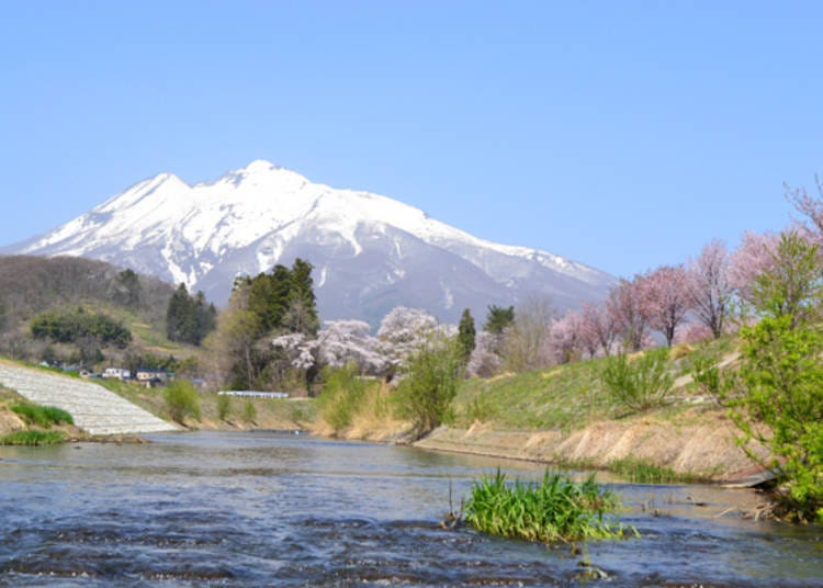 ▲ A view of the area near the Noichigo agricultural market. Even though it’s not part of The World's Longest Cherry Blossom-Lined Road, the Gonagane River, Mt. Iwaki, and these cherry blossoms create a beautiful backdrop. (Photo courtesy of Iwakisan Tourist Association)