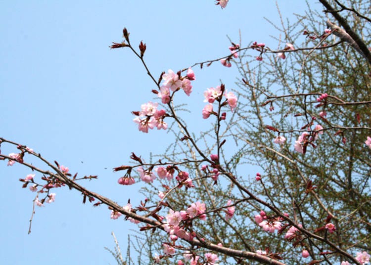 ▲푸른 하늘을 배경으로 아름다움을 뽐내는 오야마자쿠라. 소메이요시노(왕벚나무)에 비해 핑크빛이 진한 것이 특징이다 (사진 제공: 이와키산관광협회)