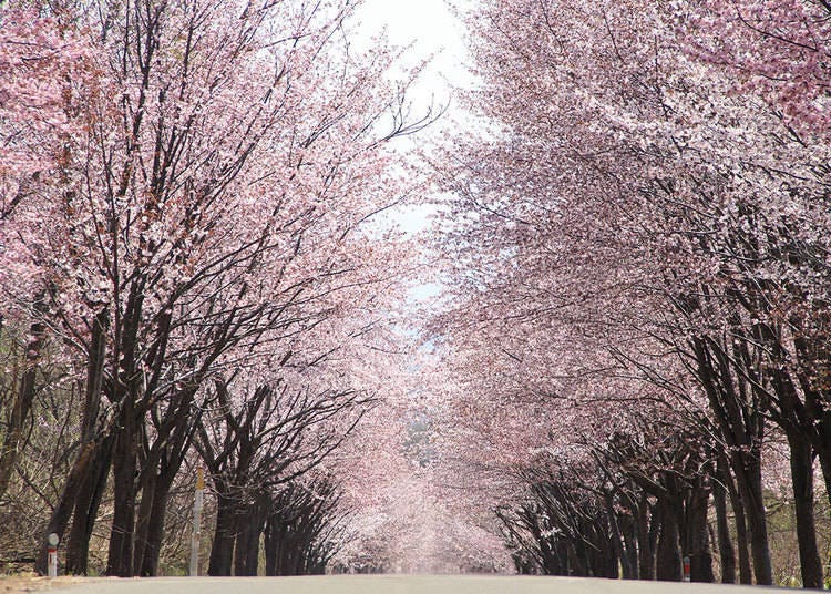 ▲모리야마 근처의 벚꽃길 (사진 제공: 이와키산관광협회)