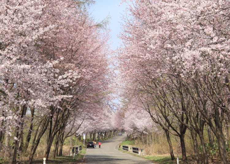 ▲이와키 산 종합공원 뒤편의 벚꽃길 (사진 제공: 이와키산관광협회)