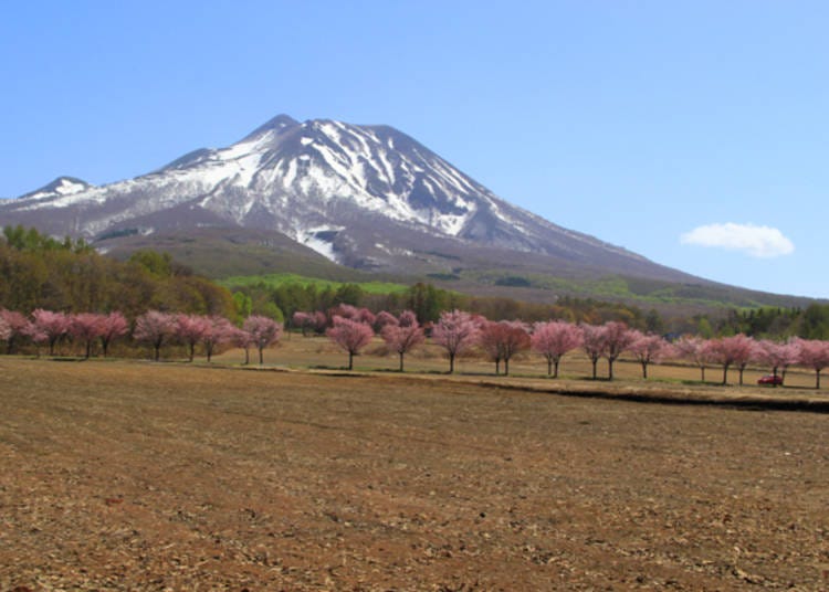 ▲가레키다이라의 벚꽃길과 이와키 산 (사진 제공: 이와키산관광협회)