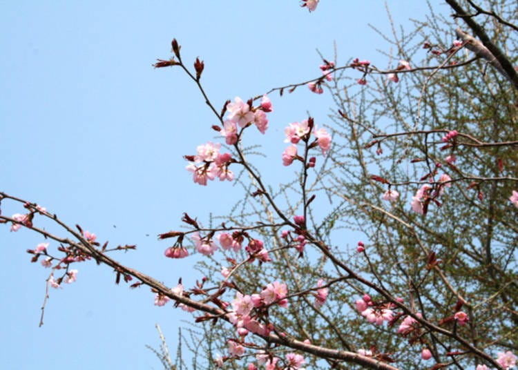 ▲映襯於清澈藍天下的大山櫻，與染井吉野櫻相比，特色為呈現深粉色的花朵。（照片提供：岩木山觀光協會）