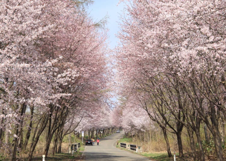 ▲岩木山總合公園後側道路的櫻花大道。（照片提供：岩木山觀光協會）